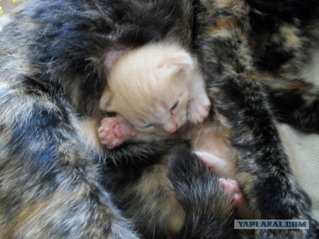 Котовторник (07.02.2012)