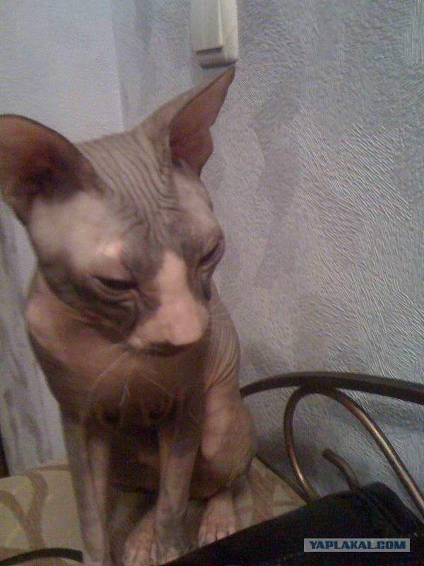 Котовторник (21.02.2012)