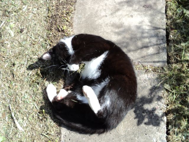 Котовторник 17.04.2012