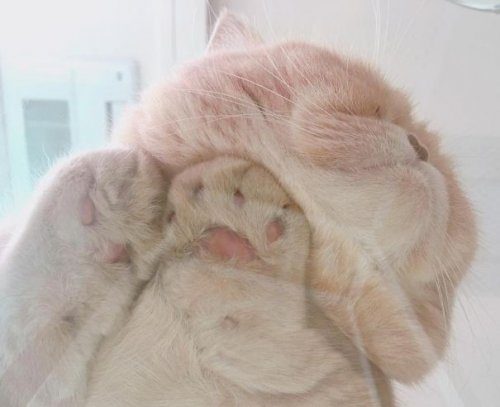 Кошки на стеклянном столе