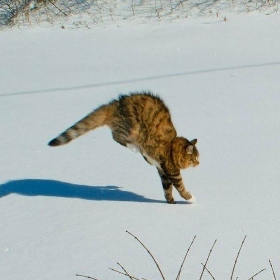 Прикольных котов пост