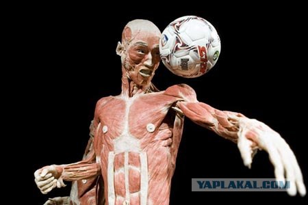 Зоопарк чучел