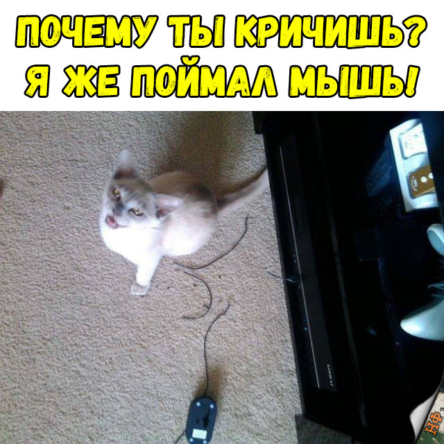 Забавные фото котеек