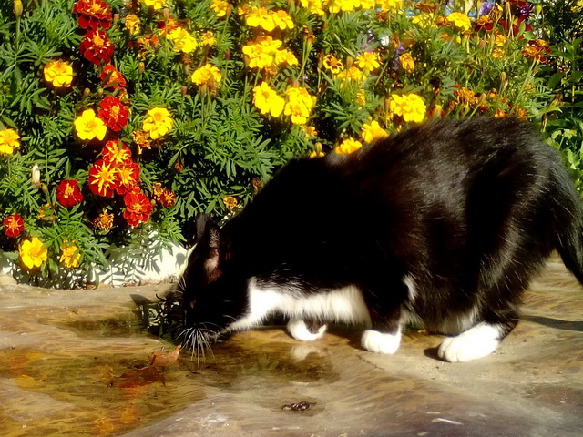 Котовторник 19.03.2019