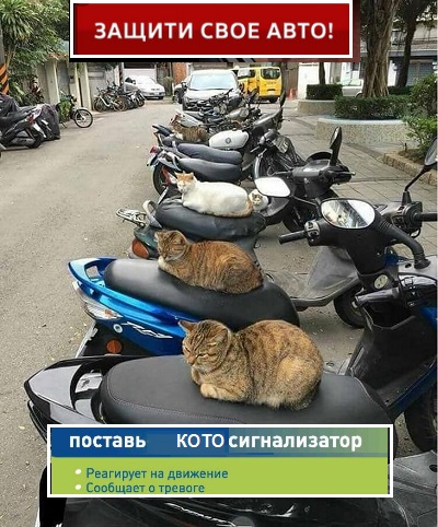 Картинки с котами и про котов