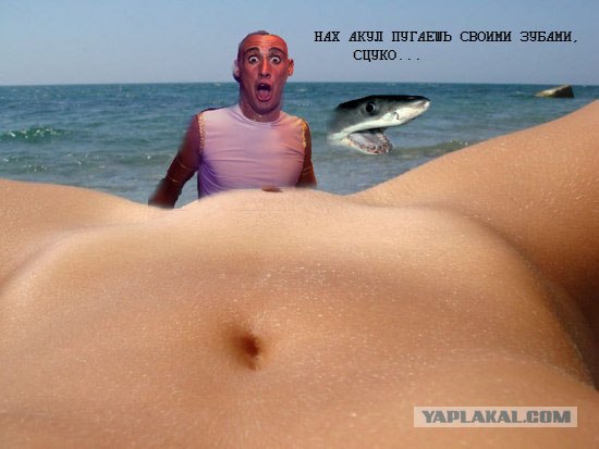 Ракушка и море