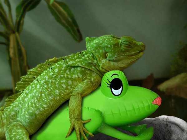 Дурдом