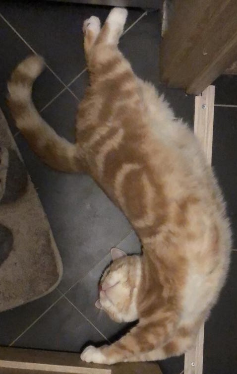 Котовторнику быть!