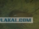 Любительская съемка под водой