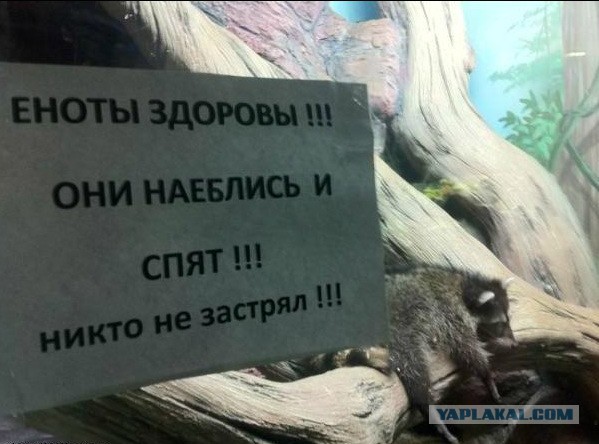 Чтобы поймать енота, ты должен думать как енот