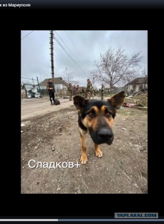 Около 1000 морпехов ВСУ сдаются в плен