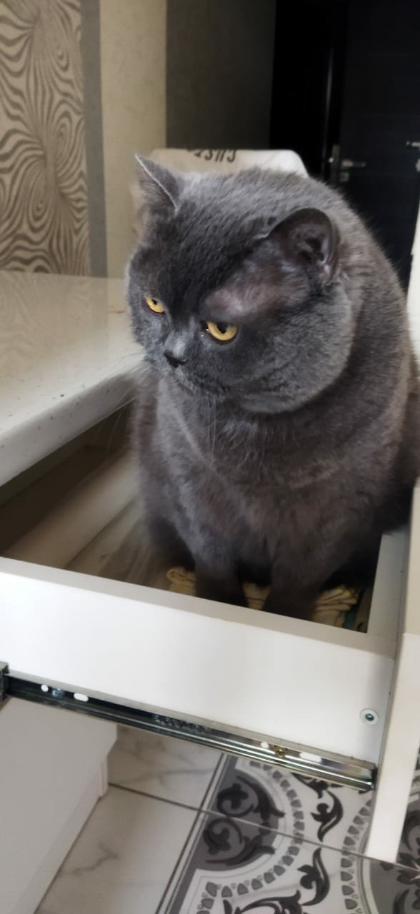 Мой котовторник