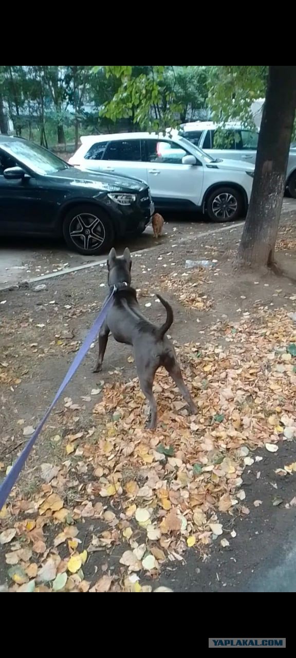 Мощность добермана