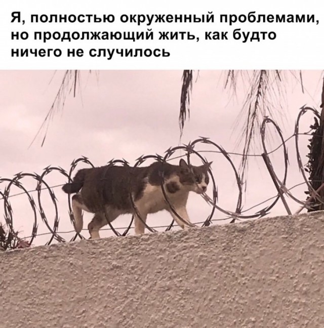 Финалисты премии «Комедийная фотография дикой природы»