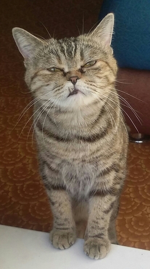 Котовторник