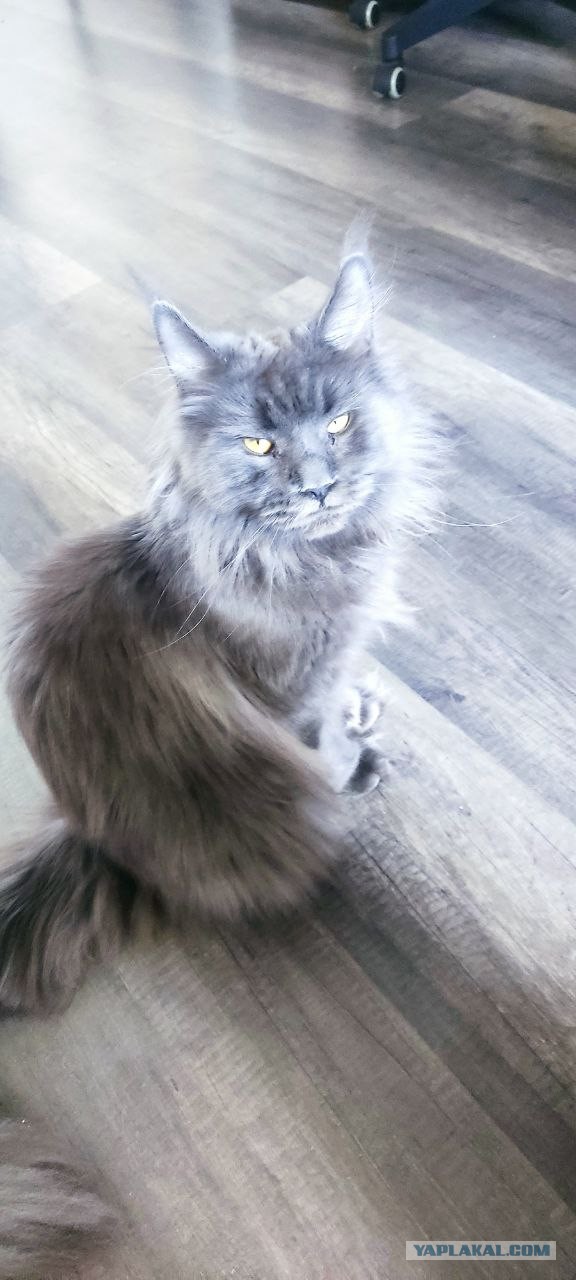 У нас котовторник случился!
