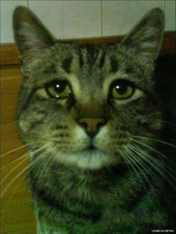 Подарок другу на ДР. Переносилка для котов