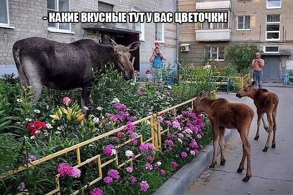 Лось