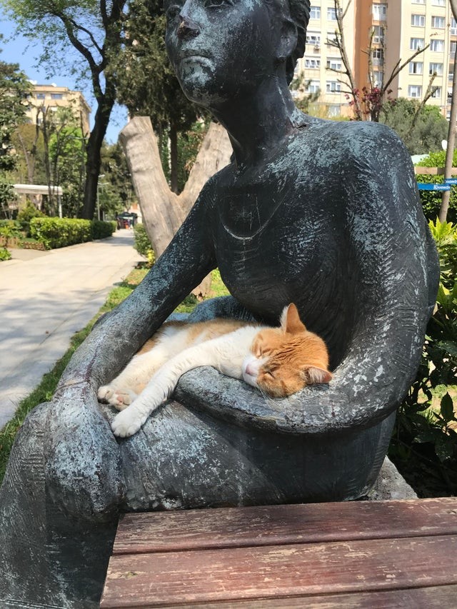 Возлюби кота ближнего своего