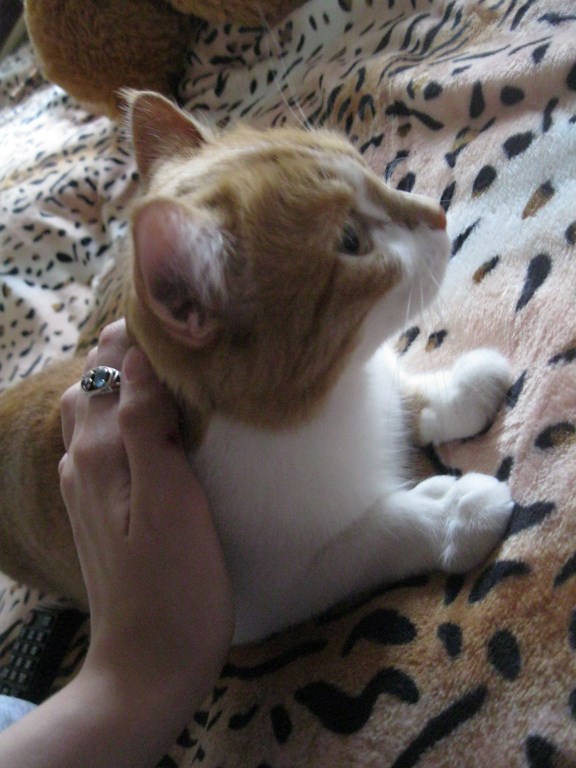 С Котовторником!