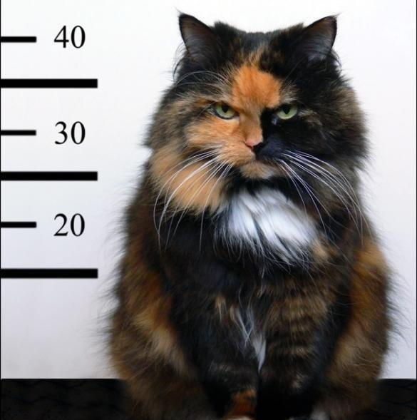 Котик Чака Норриса