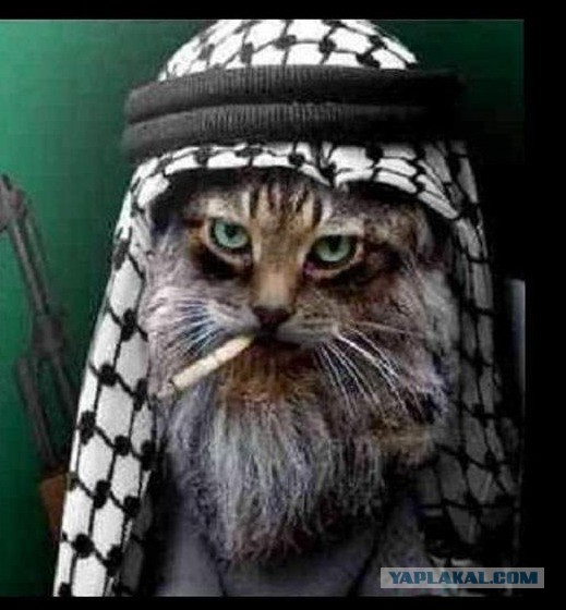 Цензор негодует))))