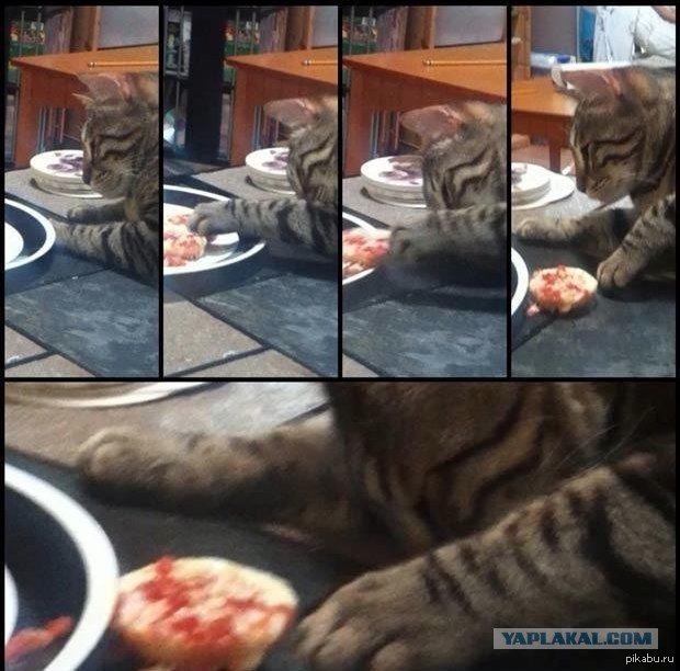 Кошачий Hardcore