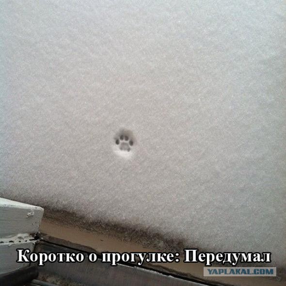 Забавные картинки.