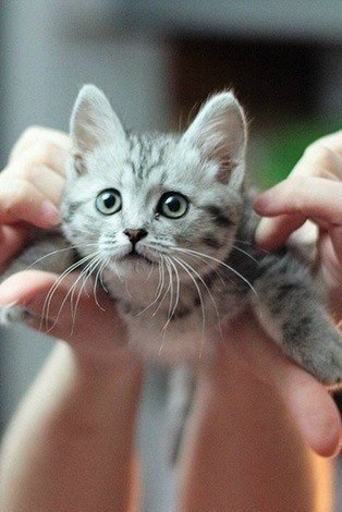 Котовторник однако
