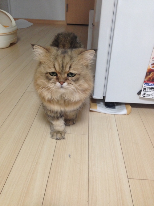 Котовторник