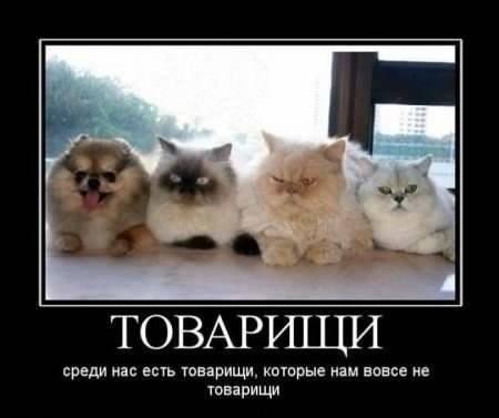 Веселые картинки