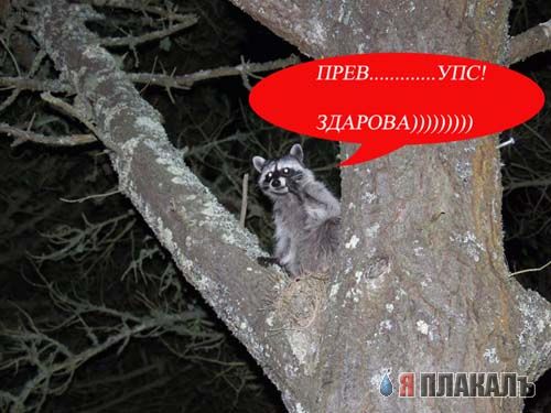 ГРЫЗУНЫ. Мыши, крысы, хомячки и т.д.