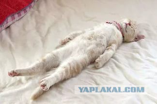 Кот с очень необычной способностью.