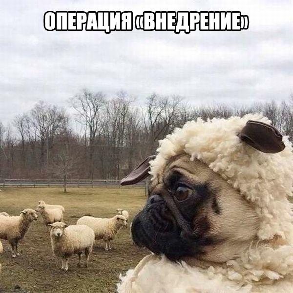 Божьи твари
