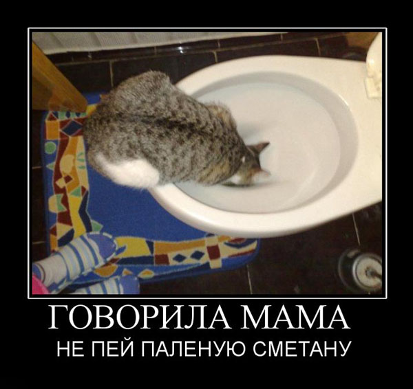 Демы к котовторнику!