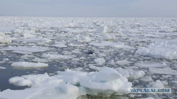 Косатки попали в ледяную ловушку
