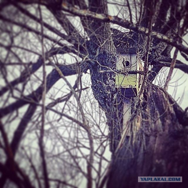 Таити, Таити...нас и тут неплохо кормят...иногда...