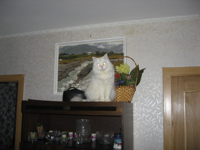 Котовторник на ЯПе (29.01)