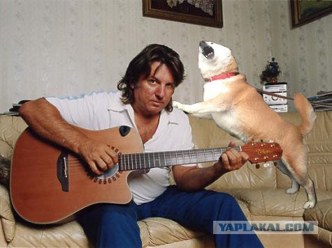 Собака - помогака.