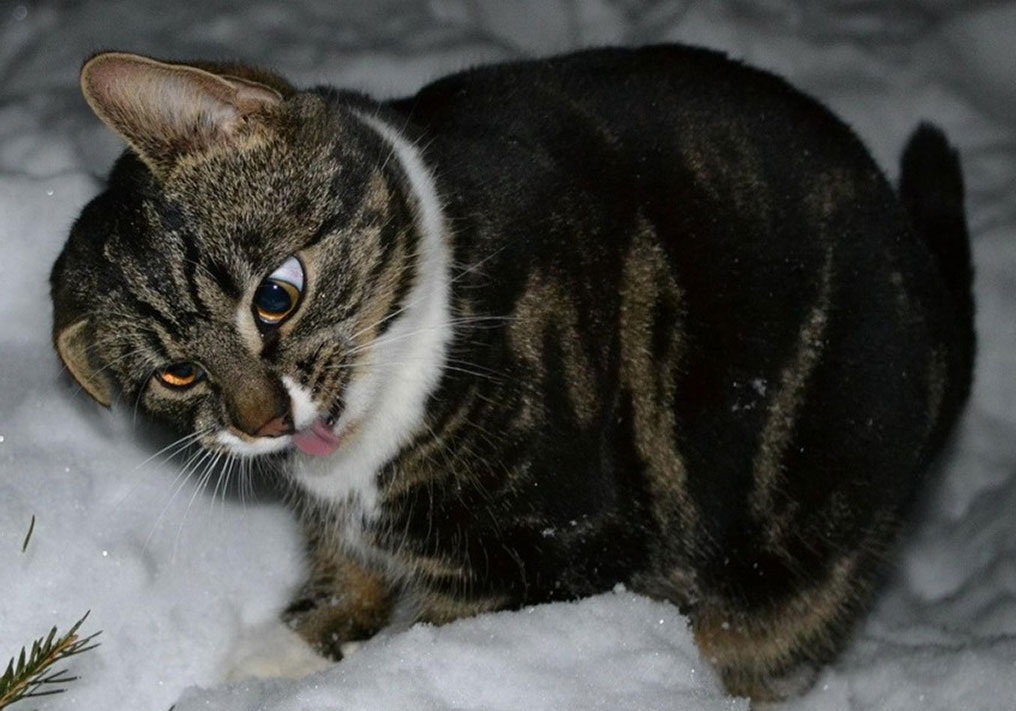 Коты Упоротые Фото