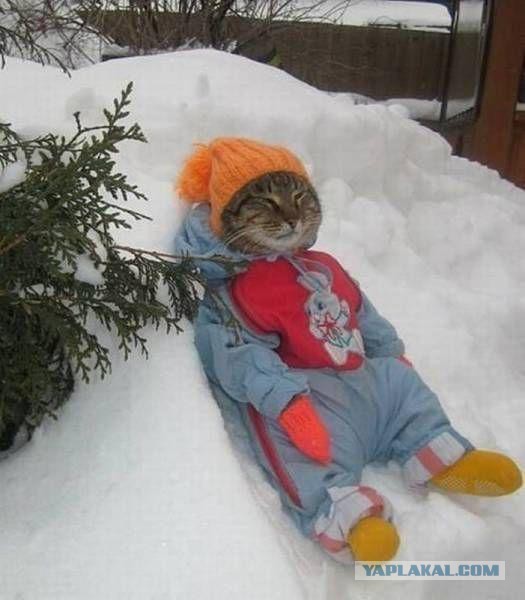 Миссия выполнена! Коты и елки!