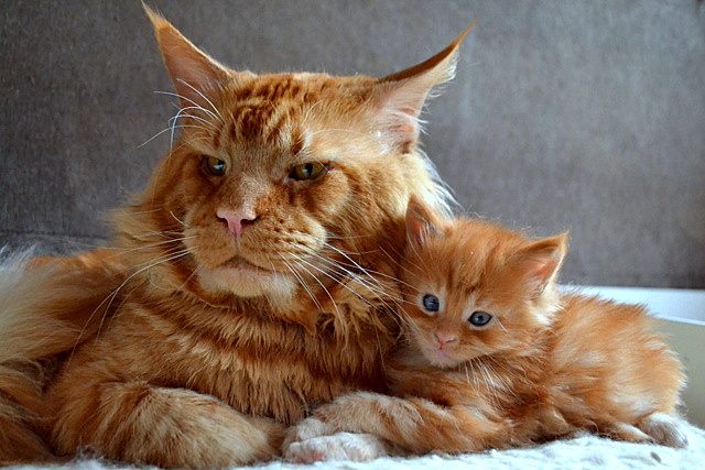 Котовторник 28.03.2017