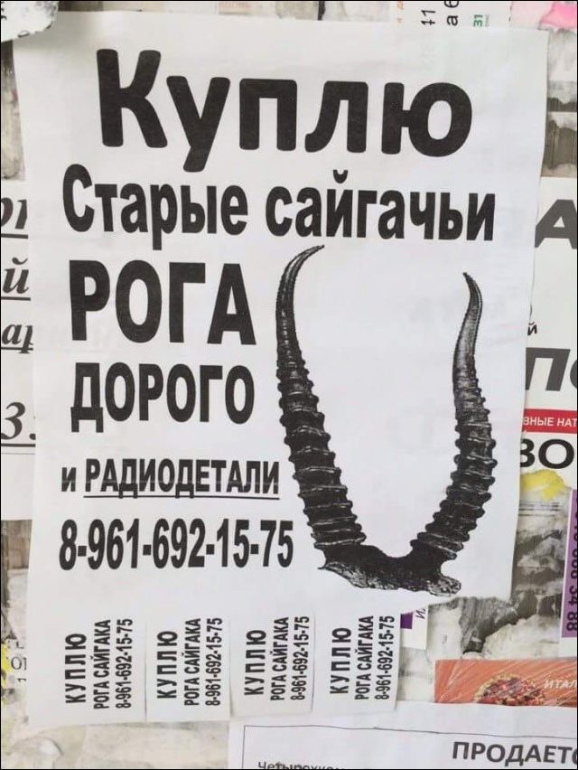 Перлы