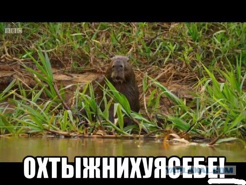 Формула 1. Сезон 2017