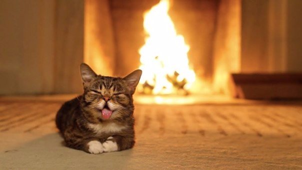 Коты и Кошки