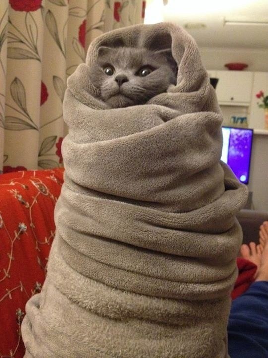 Коты и Кошки