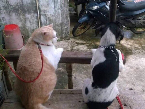 Коты и Кошки