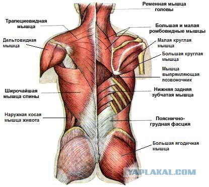 Про подтягивание и "учителей" физкультуры