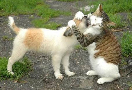 Котовторник на ЯПлакалъ (13.05.08)