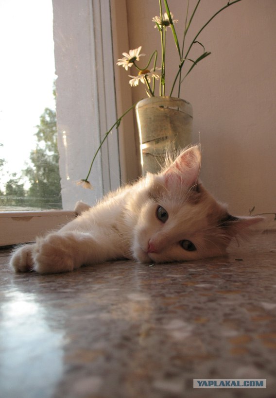 Ура, котовторник! (01.07.2008)